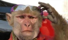 高密猴子哥爆料网红视频,高密猴子哥爆料视频背后的真相