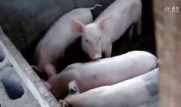 屠宰场在线观看,揭秘现代屠宰场在线观看全纪录